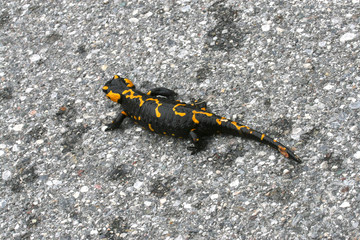 salamandra