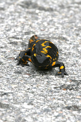 Salamandra