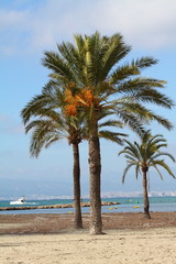 Fototapeta premium Palm tree - Palma de Mallorca - Balearic Islands