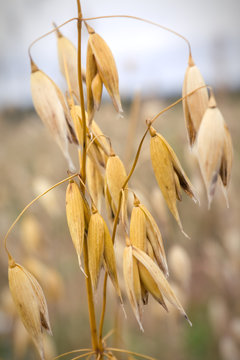 Close-up of oats in the field