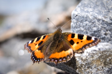 Fototapeta na wymiar Butterfly siedzi na skale