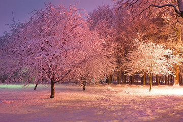 Colourful winter park at night