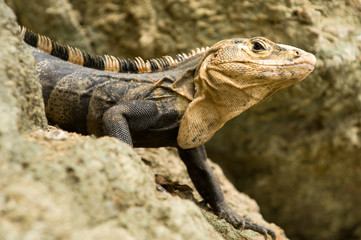 Iguana closeup detail