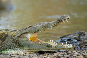 American crocodiles, view from above.