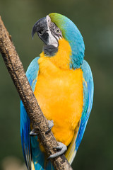 Blue-and-yellow Macaw - Ara ararauna...