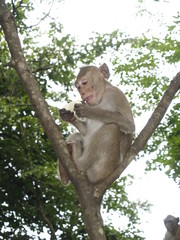 Jungle. A monkey with a banana