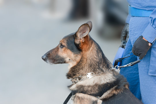 365 Best 警察犬 Images Stock Photos Vectors Adobe Stock