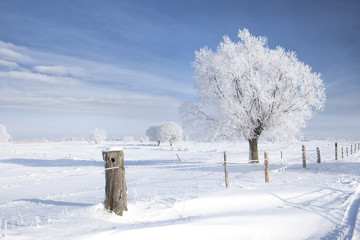 Tree in frost - 27764512