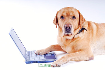 dog works at a laptop