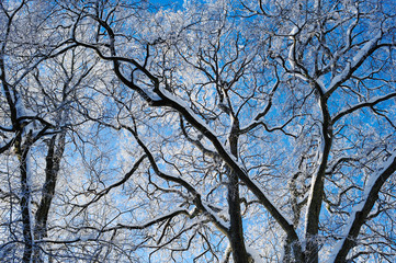 Snowy Branches