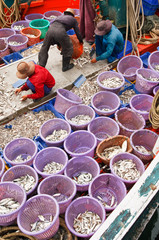 Fishermen selecting fish in pier, Thailand
