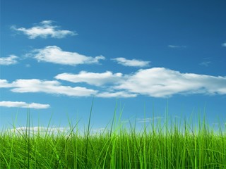 Fototapeta na wymiar Green grass over a blue sky background