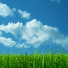Fototapeta na wymiar Green grass over a blue sky background