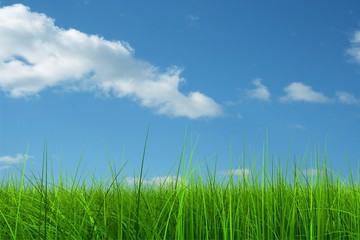 Green grass over a blue sky background