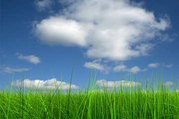 Green grass over a blue sky background