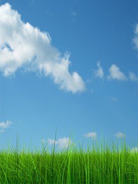 Green grass over a blue sky background