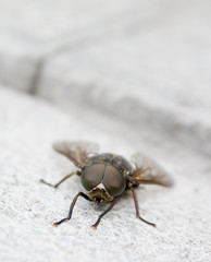 Obraz premium Close-up of fly