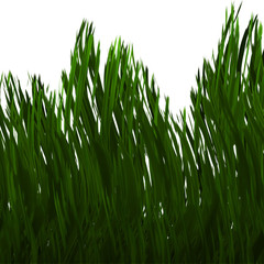 green grass