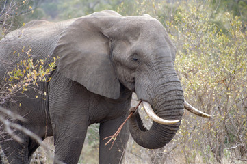 Fototapeta na wymiar Elephant in Kruger national park (Loxodonta africana)