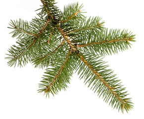 branch fir-tree, isolated wiht clipping path