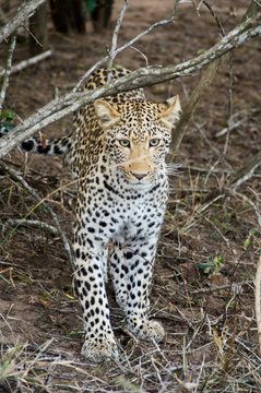 Leopard in Kruger park (Panthera pardus pardus)