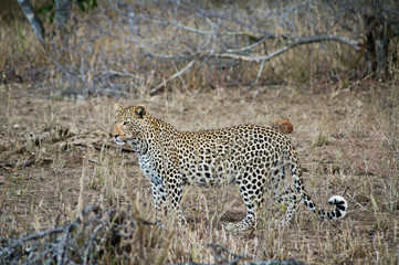 Naklejka premium Leopard in Kruger park (Panthera pardus pardus)