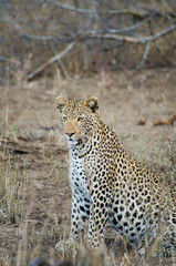 Leopard in Kruger park (Panthera pardus pardus)
