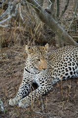 Lying leopard in Kruger park (Panthera pardus pardus)