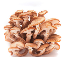 Honey agarics