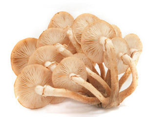 Honey agarics