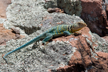 Eastern Collared Lizard in a Missouri Glade