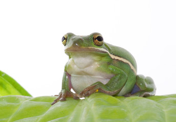 Green Treefrog Against a White Background