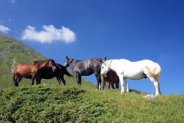 Fototapeta na wymiar horses on meadow