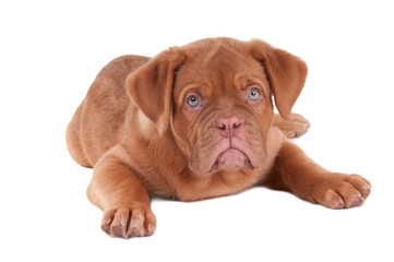 Puppy of dogue de bordeaux