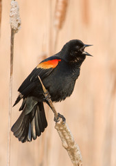 Spring Red-winged Blackbird