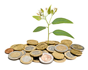 Tree growing from pile of coins
