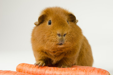 rotes US-Teddy Meerschwein mit Möhren