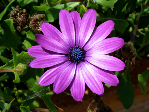 Fr&uuml;hlingsblume