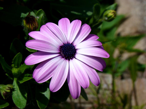 Fr&uuml;hlingsblume