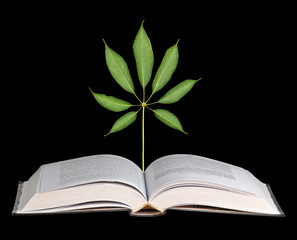 Tree growing from open book