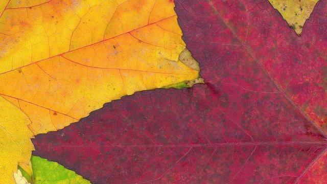 Vibrant colors of autumn