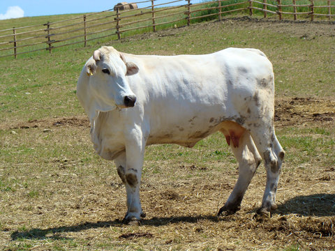 Chianina Rind in der Toskana