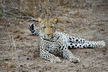 Lying leopard in Kruger park (Panthera pardus pardus)
