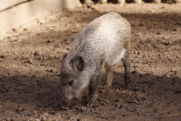 Wildschwein in Nahaufnahme