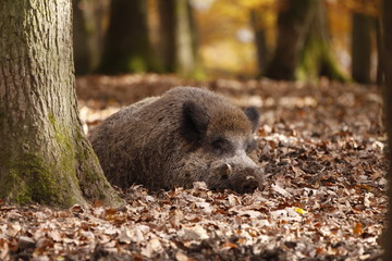 Wildschwein in Nahaufnahme