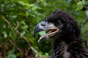 Fototapeta premium Bald Eagle chick