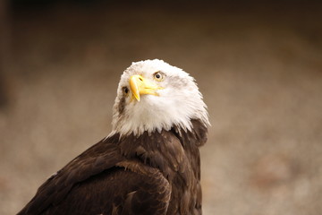 Weißkopf Seeadler in Nahaufnahme
