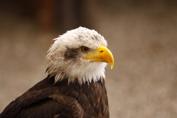 Weißkopf Seeadler in Nahaufnahme