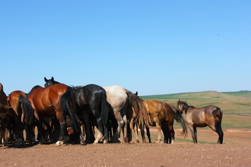 Obraz premium Horse herd grazing on the steppe red clay hills