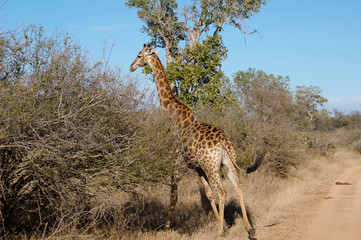 Giraffe passing a street